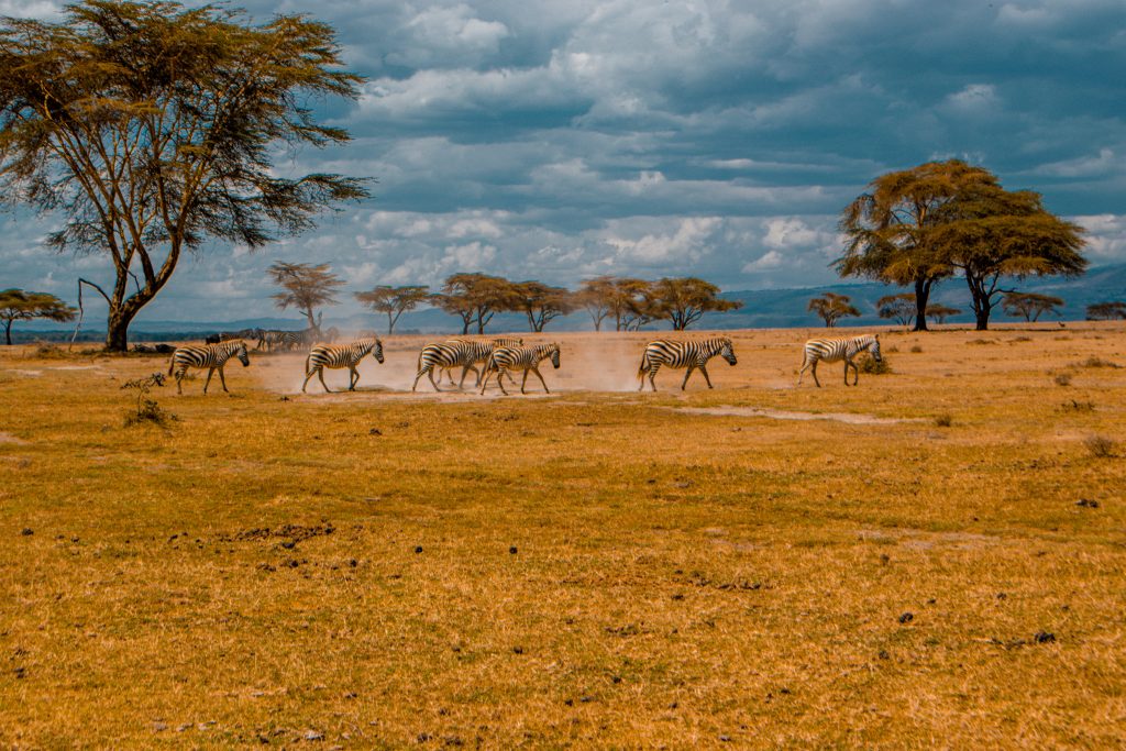 Zebras at Crescent Island,Naivasha