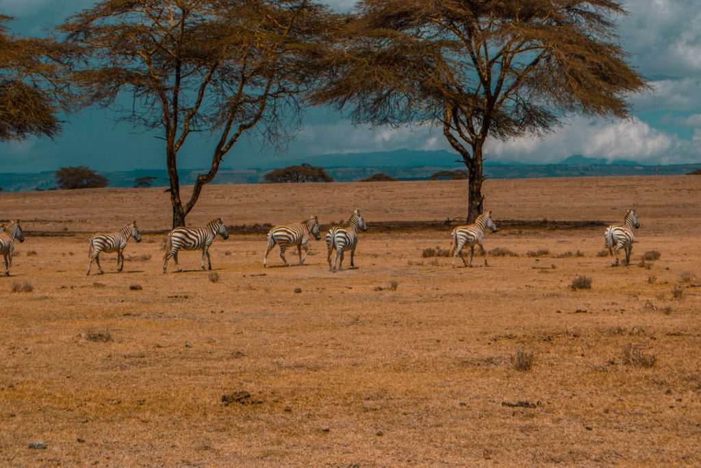 Crescent Island,Naivasha