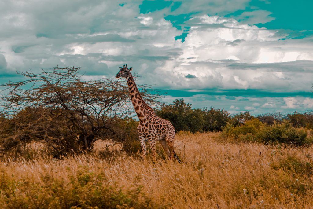 Tsavo West National Park.