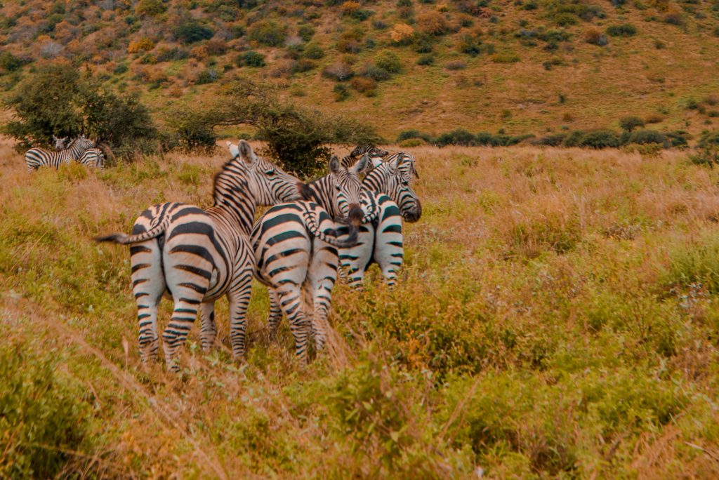 Tsavo West National Park.