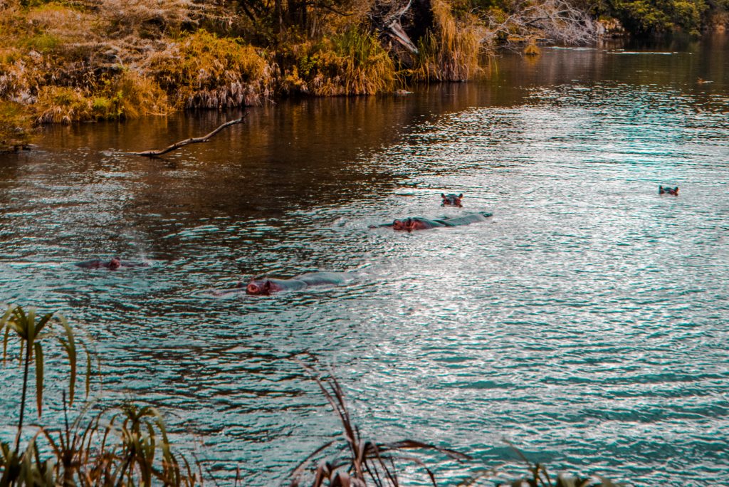 Mzima springs, Taita Taveta county