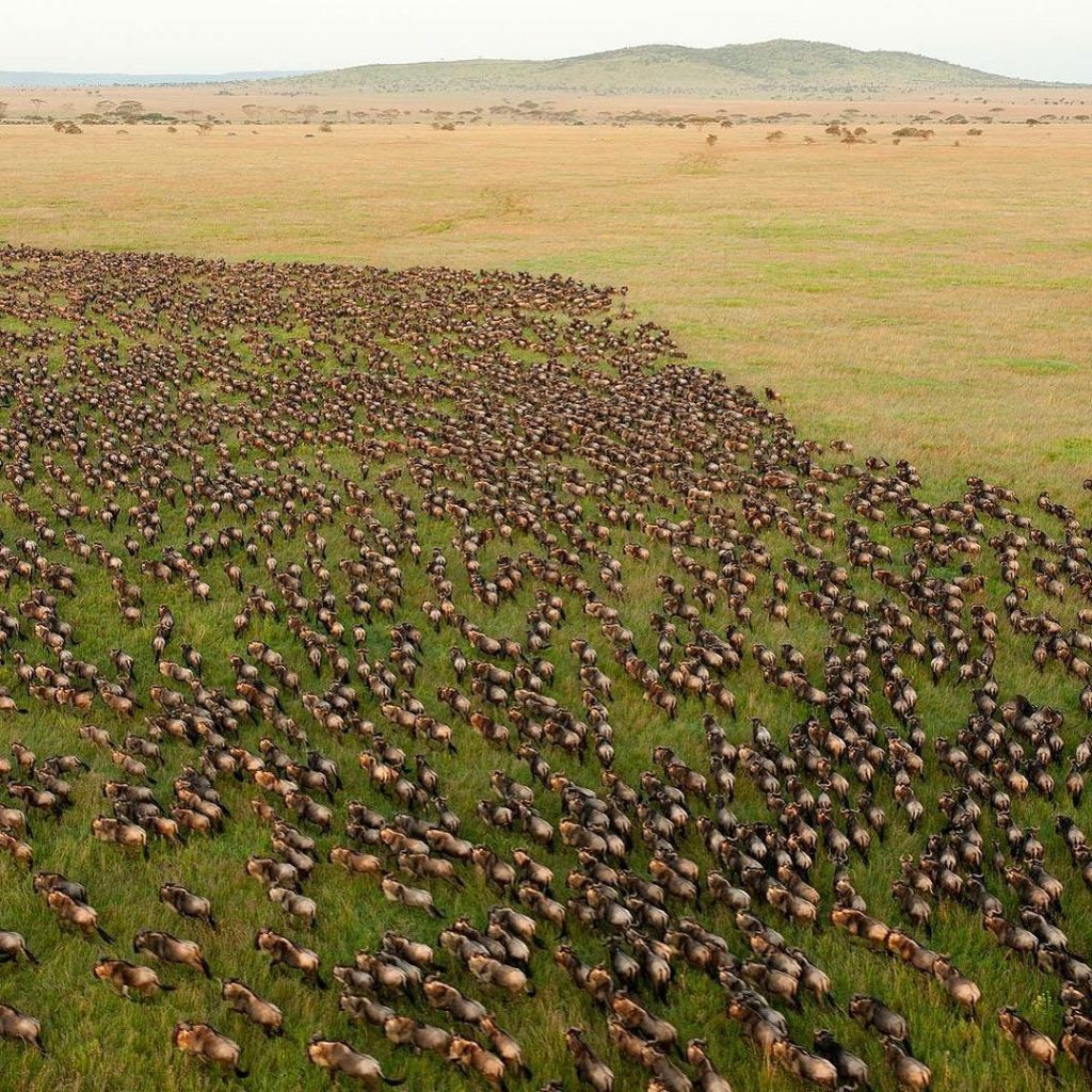 Serengeti Wildebeest migration