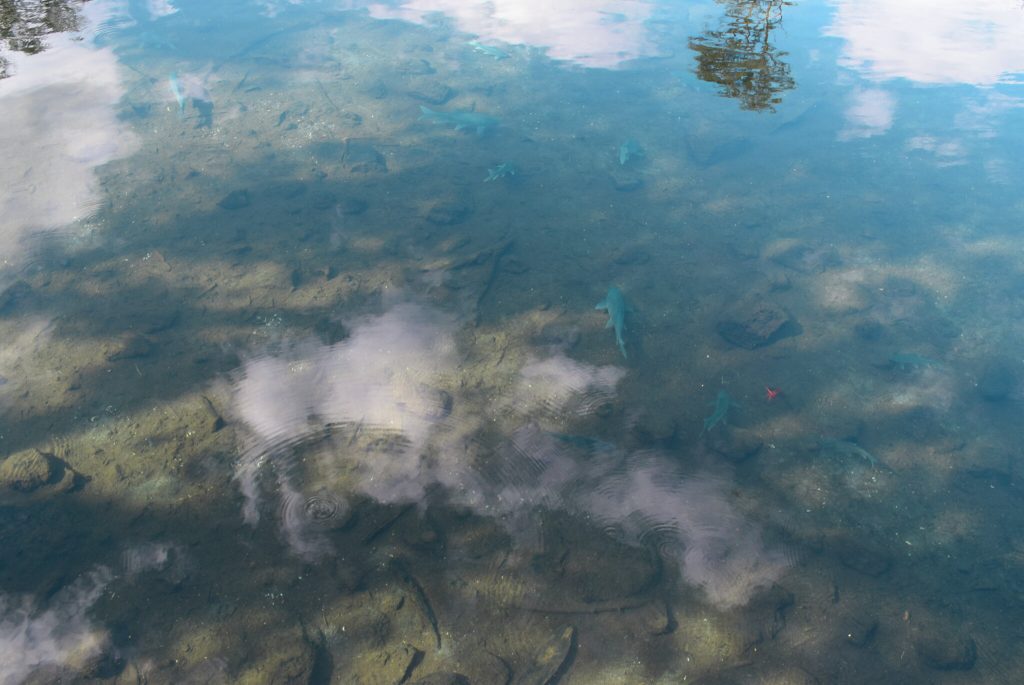 Mzima springs, Taita Taveta county