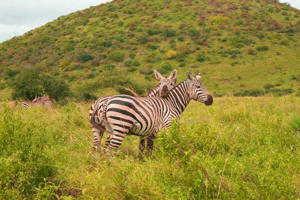 Tsavo West National Park.