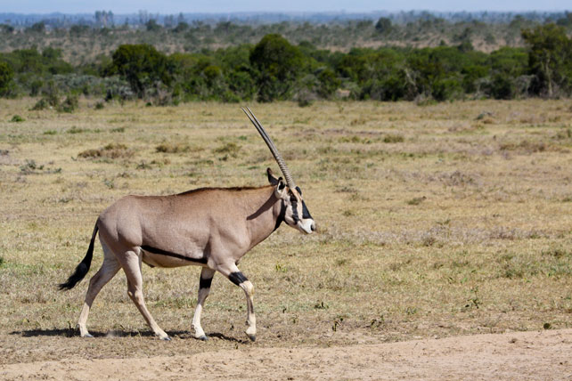 beisa-oryx, one of the special five animals in samburu national park