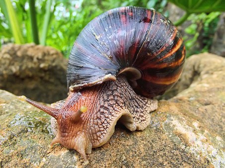 Unusual African delicacies justrioba