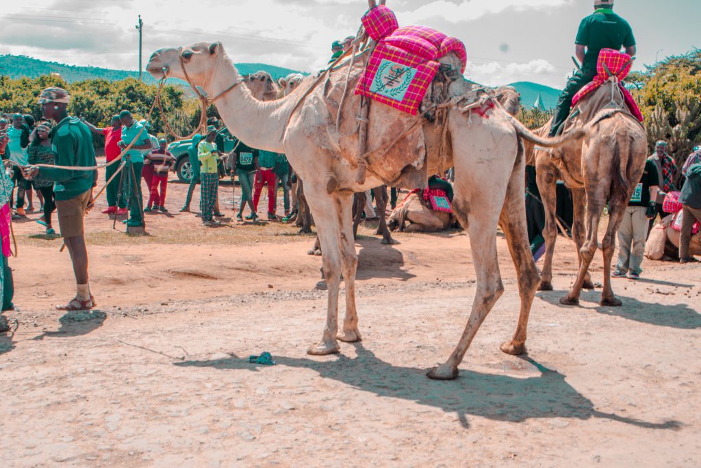 maralal camel derby