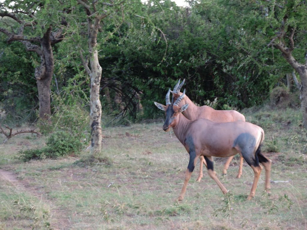 8 Reasons Why You Should Visit Olarro Conservancy | If you want to go on a game drive but the information on where to go is overwhelming then Olarro is the answer to your safari/game drive questions