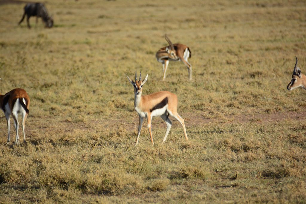 8 Reasons Why You Should Visit Olarro Conservancy | If you want to go on a game drive but the information on where to go is overwhelming then Olarro is the answer to your safari/game drive questions