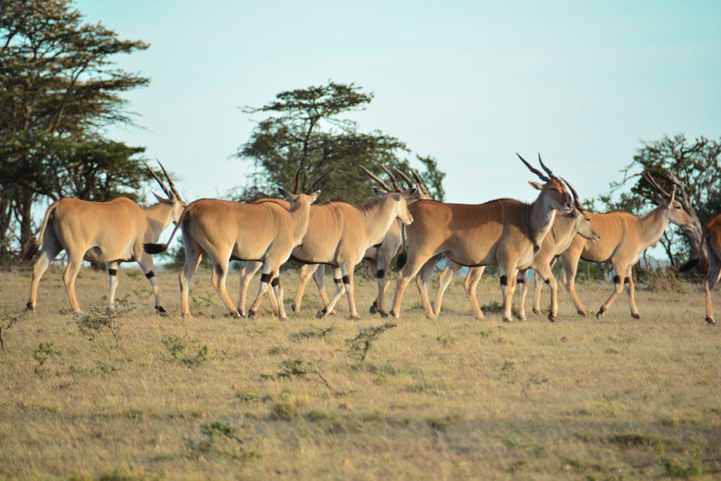 8 Reasons Why You Should Visit Olarro Conservancy | If you want to go on a game drive but the information on where to go is overwhelming then Olarro is the answer to your safari/game drive questions. 