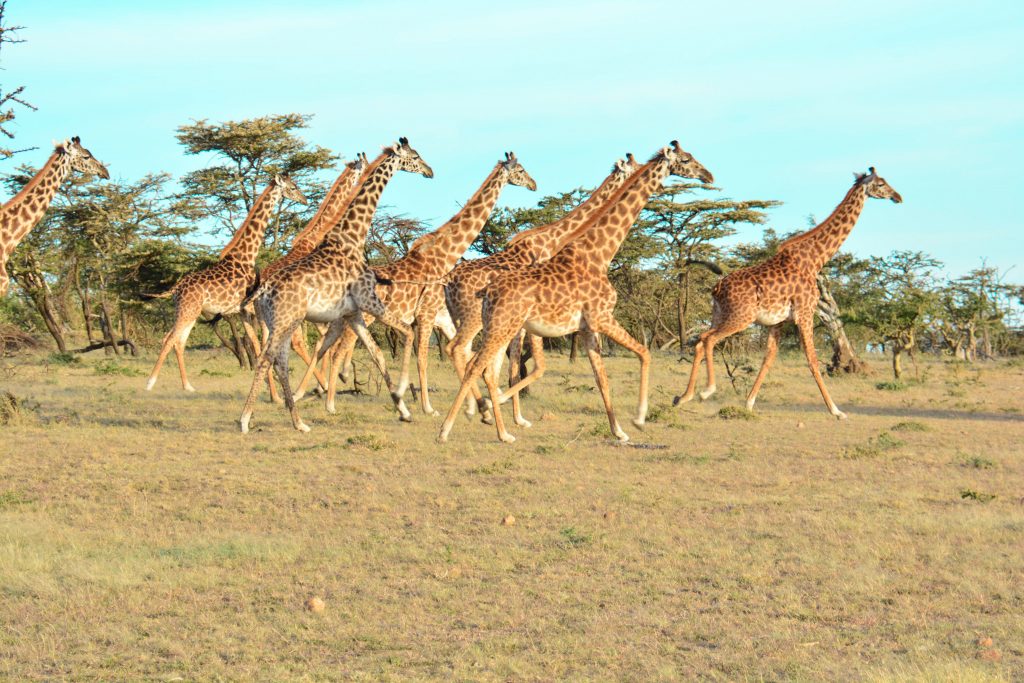 8 Reasons Why You Should Visit Olarro Conservancy | If you want to go on a game drive but the information on where to go is overwhelming then Olarro is the answer to your safari/game drive questions. 