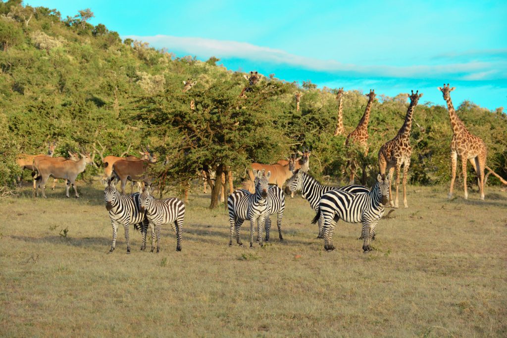 8 Reasons Why You Should Visit Olarro Conservancy | If you want to go on a game drive but the information on where to go is overwhelming then Olarro is the answer to your safari/game drive questions. 