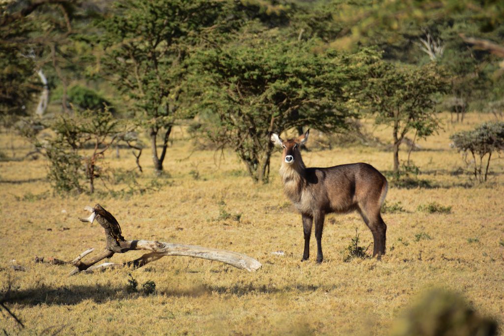 8 Reasons Why You Should Visit Olarro Conservancy | If you want to go on a game drive but the information on where to go is overwhelming then Olarro is the answer to your safari/game drive questions