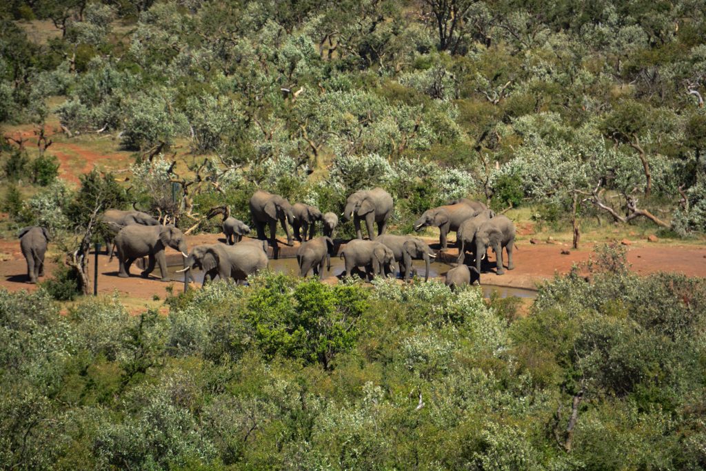 8 Reasons Why You Should Visit Olarro Conservancy | If you want to go on a game drive but the information on where to go is overwhelming then Olarro is the answer to your safari/game drive questions. 