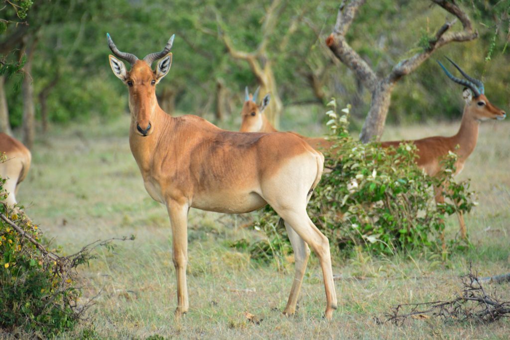 8 Reasons Why You Should Visit Olarro Conservancy | If you want to go on a game drive but the information on where to go is overwhelming then Olarro is the answer to your safari/game drive questions