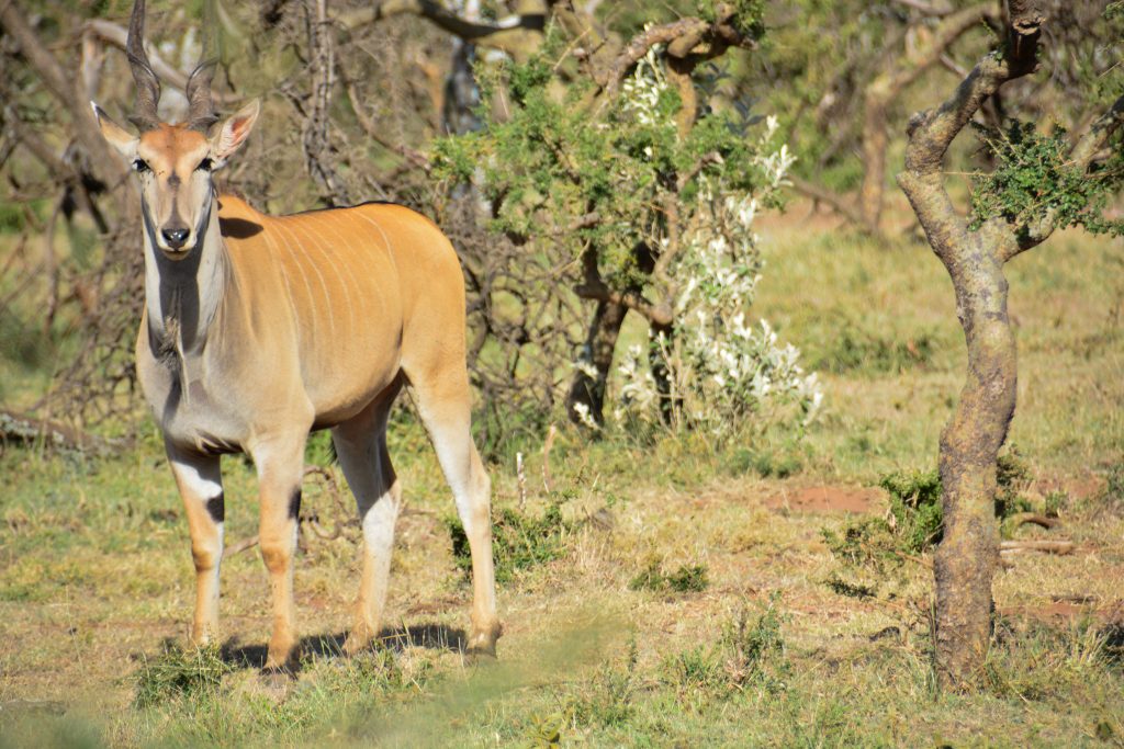 8 Reasons Why You Should Visit Olarro Conservancy | If you want to go on a game drive but the information on where to go is overwhelming then Olarro is the answer to your safari/game drive questions