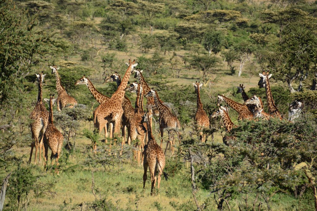8 Reasons Why You Should Visit Olarro Conservancy | If you want to go on a game drive but the information on where to go is overwhelming then Olarro is the answer to your safari/game drive questions. 