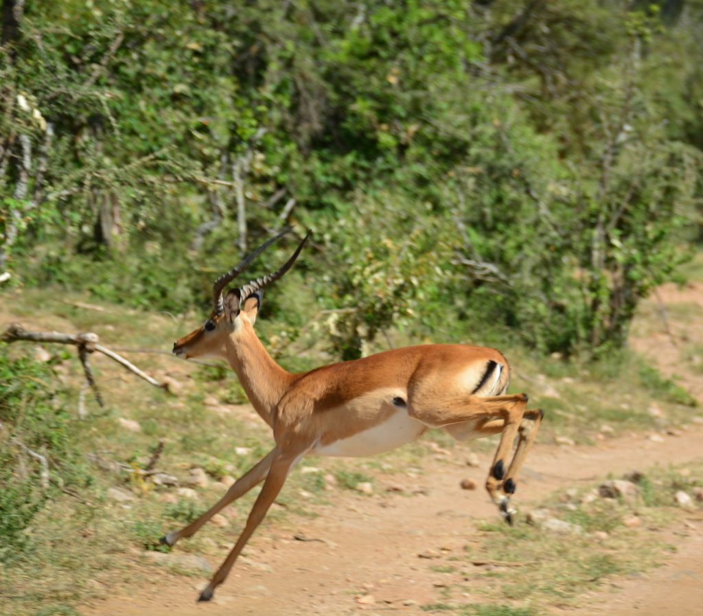 8 Reasons Why You Should Visit Olarro Conservancy | If you want to go on a game drive but the information on where to go is overwhelming then Olarro is the answer to your safari/game drive questions. 