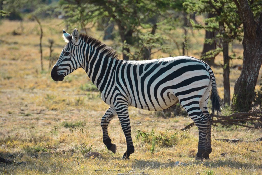 Pictures to inspire your stay at Olarro Conservancy- Maasai Mara