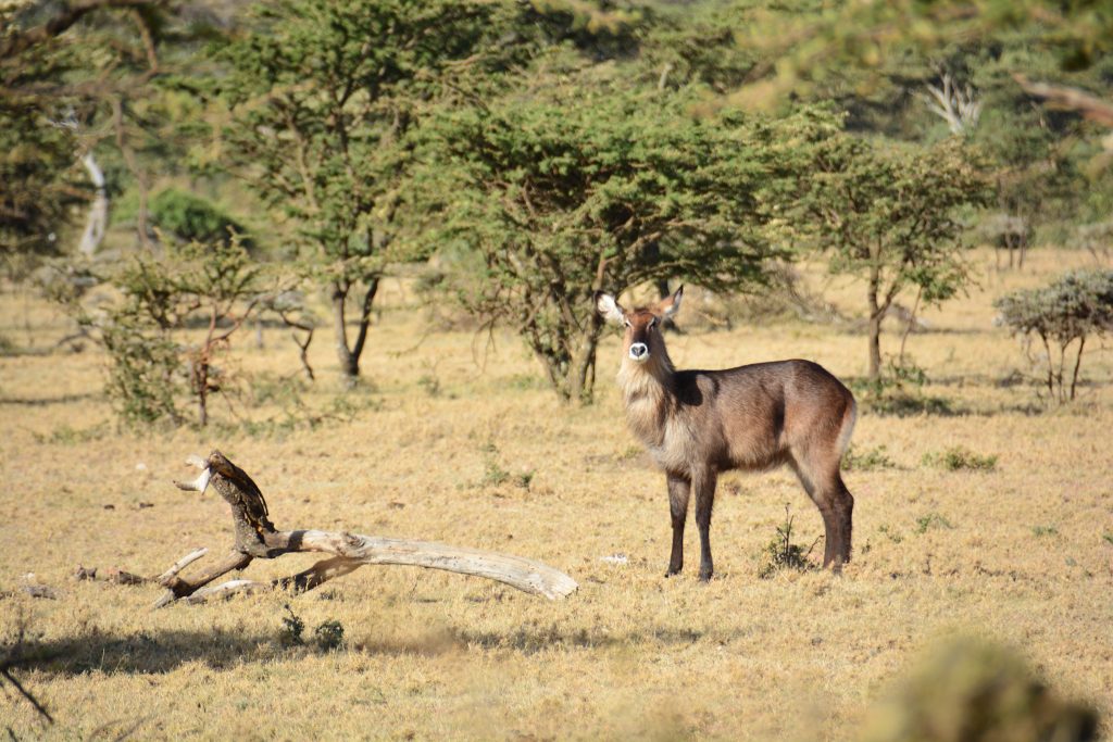 Pictures to inspire your stay at Olarro Conservancy- Maasai Mara