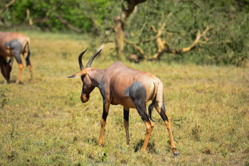 Pictures to inspire your stay at Olarro Conservancy- Maasai Mara