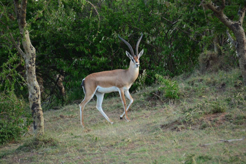 Pictures to inspire your stay at Olarro Conservancy- Maasai Mara