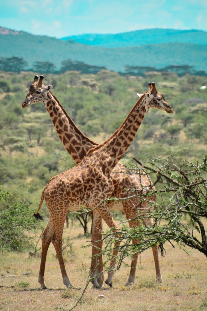 Pictures to inspire your stay at Olarro Conservancy- Maasai Mara