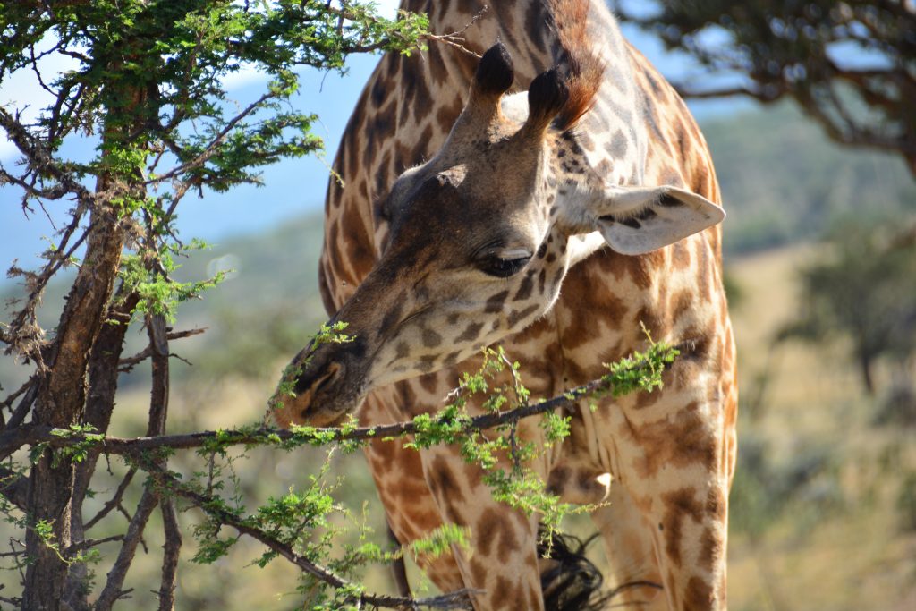 Pictures to inspire your stay at Olarro Conservancy- Maasai Mara